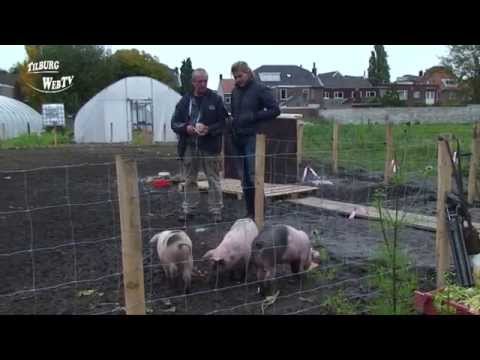 TilburgWebTV - Oogstfeest StadsTuinderij Piushaven