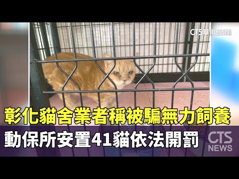 彰化貓舍業者稱被騙無力飼養　動保所安置41貓依法開罰