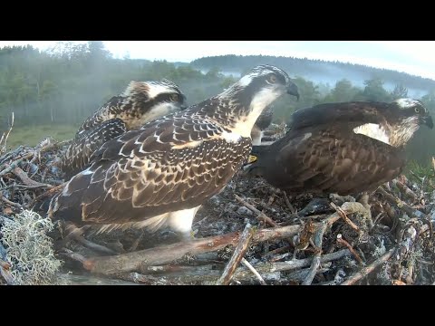 Osprey dad brings first fish of the for three chicks | #4 Sääksilive (Osprey Cam) | July 22, 2024