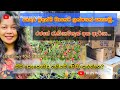 මම මෙහෙමයි මාසෙට ලක්ෂෙකට වැඩි ආදායමක�