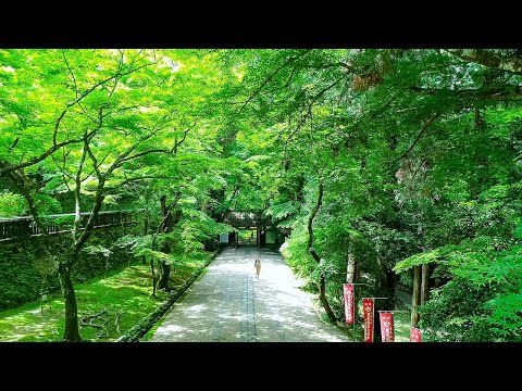 香嵐渓の新緑 Fresh Green in Korankei