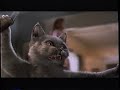 Scooby Doo And The Ghoul School 2001 VHS Opening