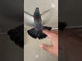 Pigeon Won't Let Man Take A Shower