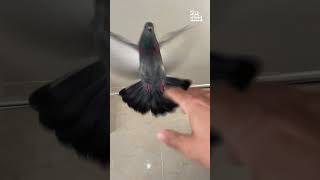 Miniature vidéo