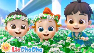 Download lagu Jasmine Flowers Song | EP255 | Educational Toddler Rhymes | Nursery Rhymes & Kids Songs | LiaChaCha mp3 Download lagu Jasmine Flowers Song | EP255 | Educational Toddler Rhymes | Nursery Rhymes & Kids Songs | LiaChaCha mp3