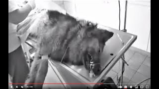 Fake Animal Rescues Exposed Part 2.1 Spotting The Fakes. The videos, the channels, the fake vets.