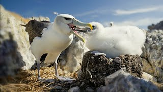Shy Albatross: The Bird That Spends Years at Sea | Our World