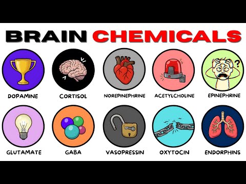Every Brain Chemical & Their Effects Explained