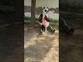 Devisha Ne Bhalu Ko Dekha Shorts Bear Trendingshorts Bhalu Funnycute