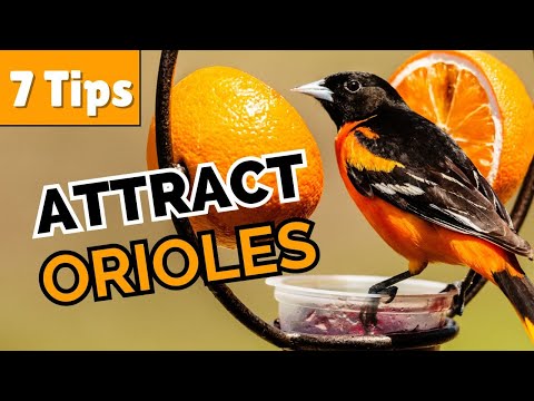 How to Attract Orioles to Your Yard (7 Simple Tips)