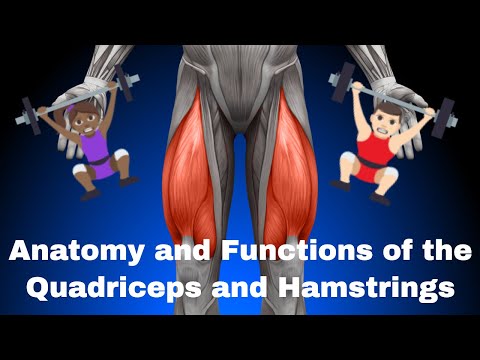 Anatomy and Functions of the Quadriceps Femorii and Hamstrings