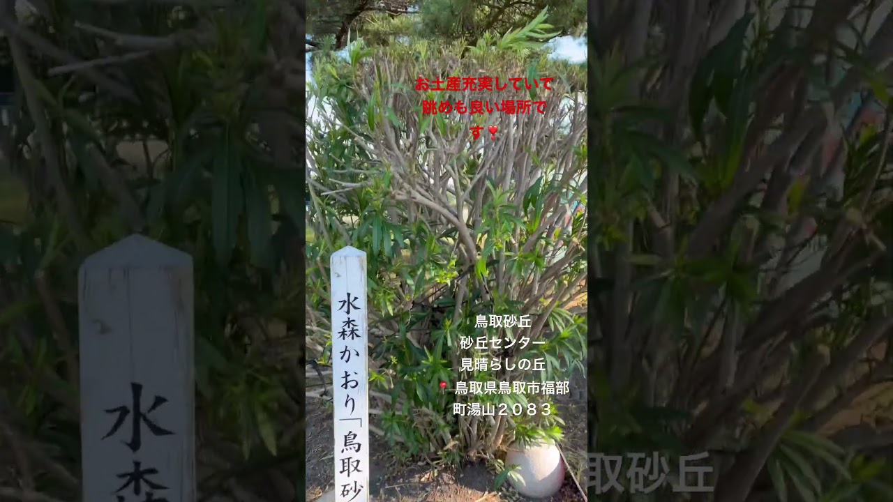 鳥取砂丘／砂丘センター♪水森かおり　鳥取砂丘の記念植樹があるよ