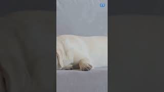 Top Dog Breeds For Low Separation Anxiety| Waggle
