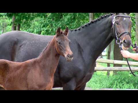 Meyer, v. Feinrich-San Amour-Daddy Cool