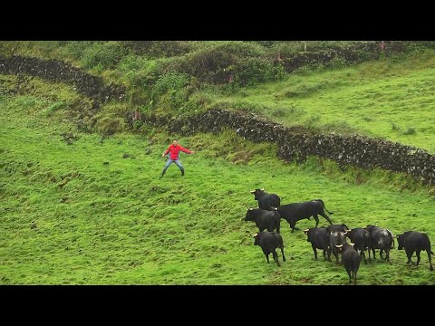 Com Coragem & Sem Medo - With Courage & No Fear - Cercando Os Touros Puros - (Ganadaria JAF)