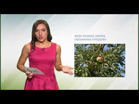 Zelena prognoza, 4.8.2017. - O jabukinom smotavcu