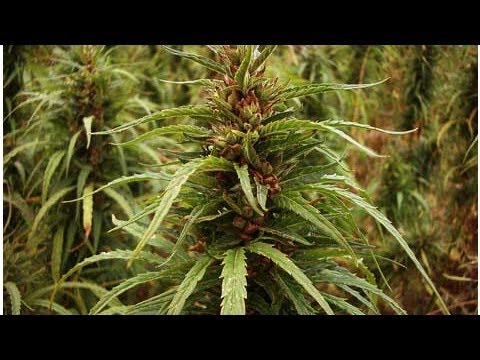 The dark side of human nature