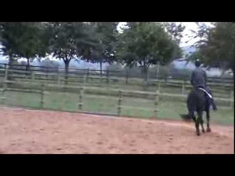 Rubin Star N/Welt Hit 11 gelding 4yrs