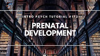 Prenatal Development (Intro Psych Tutorial #172)