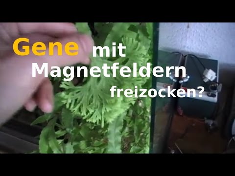 Ganglievaya Zyste in der Gelenkhöhle Entzündung der Gelenke bei Hunden
