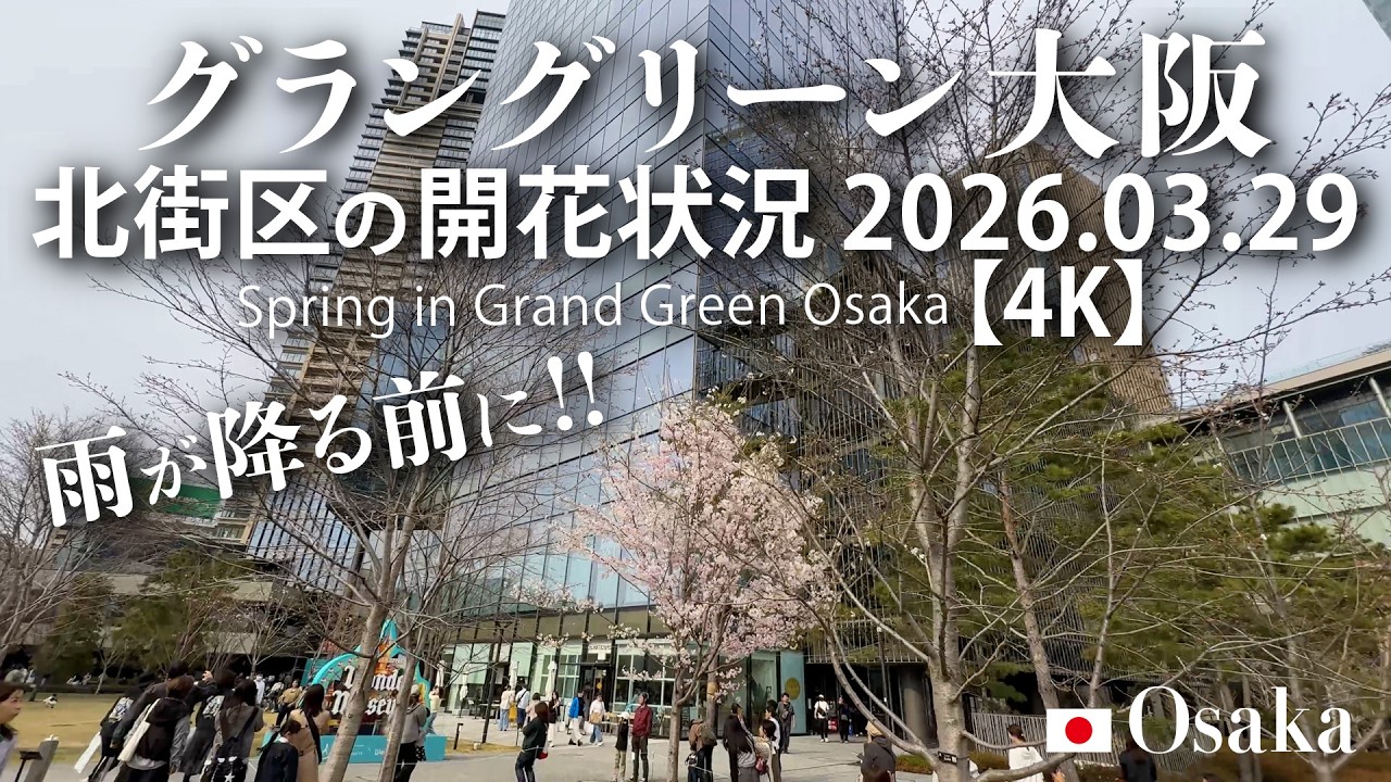 雨が降る前に！グラングリーン大阪 北街区の開花状況 2026.03.29【4K】 Spring in Grand Green Osaka