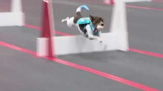 Flyball at Houston World Series of Dog Shows | HOUSTON LIFE | KPRC 2