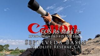 Canon RF 200-800mm f/6.3-9 IS USM Lens Canon's R6 II for wildlife