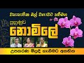 පුහුණුවක් සමග ව්‍යාපාරික මල් වගාවට ප�