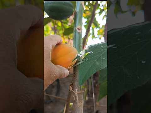 Vejam o Menor Mamão do Mundo ! #pium #tocantins