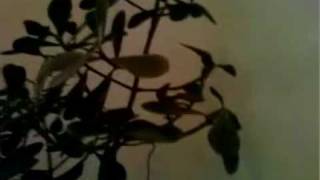 CLIPE - Te Valorizo - Tiê - Sweet Jardim