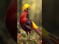 Golden Pheasant Bird Footage Part 6