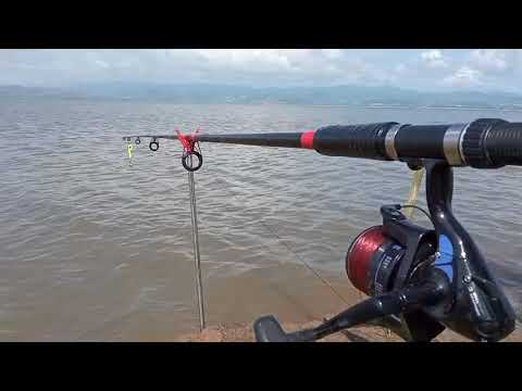 The fish is picking up the bait|| live seen