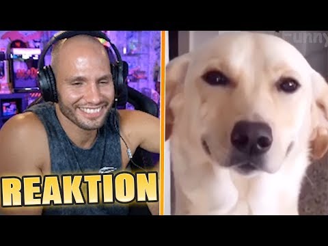 Flying Uwe reagiert auf LUSTIGE TIER VIDEOS😂 Flying Uwe Reaktion