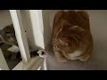 Ginger Cat Hissing