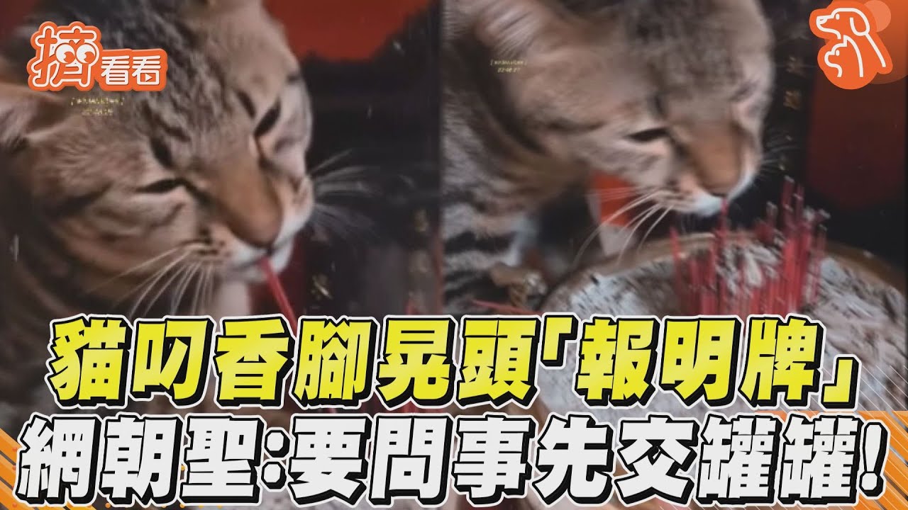 影音/貓叼香腳晃頭「報明牌」 網朝聖:要問事先交罐罐!
