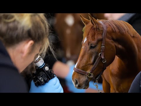 Tierärztin ist ratlos - Pferd muss sich ständig kratzen | Pferde Doku