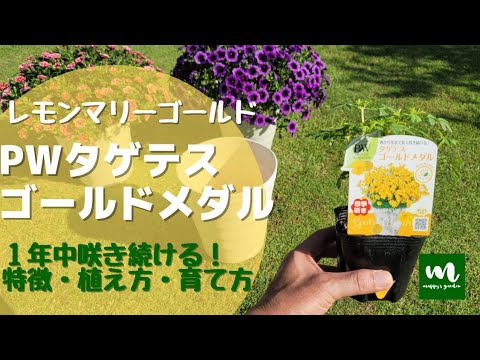 園芸 レモンマリーゴールド、低木マリーゴールド