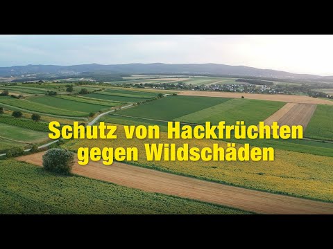 RWA Pflanzenschutz – Schutz von Hackfrüchten gegen Wildschäden