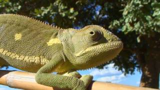 air - 1st impression - biosphere - poa alpina