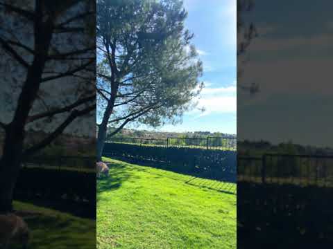 #happy #birthday #summer #dog #goldretriever #petowner #puppy #goldenretrieversclub #music #happy