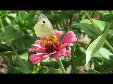 12.08.2018 Großer Kohlweißling