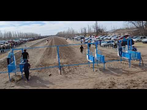 suelta de criticado y truco