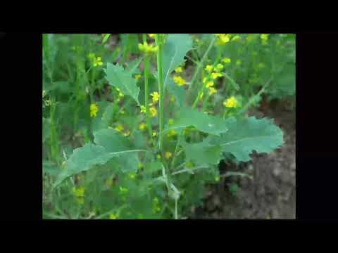 Schwarzer Senf, Heilpflanze