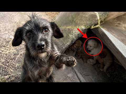 This Mother Dog Begged Me to Follow Her… Hidden Puppies Were Waiting