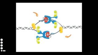 Bacterial DNA Replication