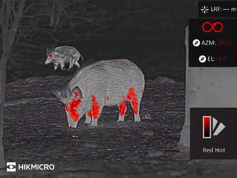 ANIMAL RECORDING | RAPTOR Series | Boar6