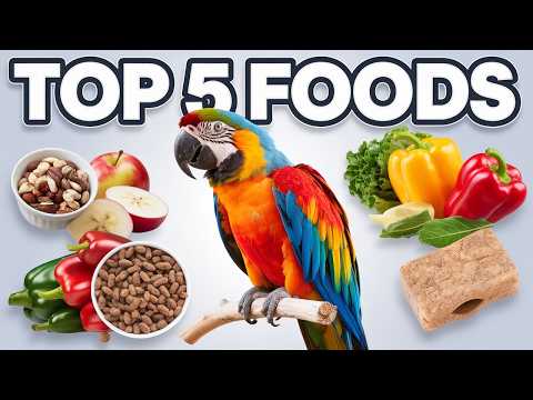 Top 5 Essential Foods For A Healthy Macaw Parrot Diet