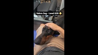 Video preview image #3 Doberman Pinscher Puppy For Sale in FORT LAUDERDALE, FL, USA