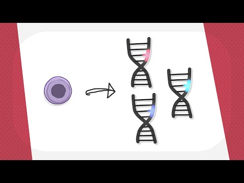Akute myeloische Leukämie: Genetische Veränderungen