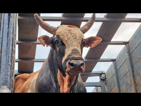 🔴 FINAL EM TOUROS - Rodeio GIGANTE VERMELHO de CÂNDIDO MOTA 2023 (Oficial 4K)